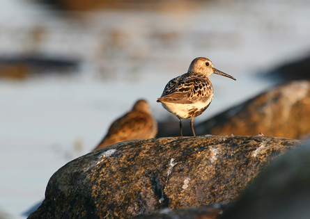 Adult Calidris alpina. Foto: Bengt Petersson